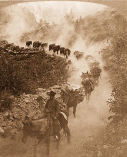 Burro train bringing gold from mines near Ouray
