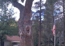 Ute Council Tree in Delta, Colorado