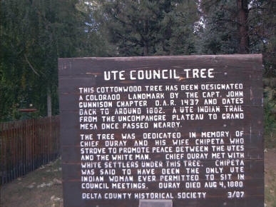 Ute Council Tree in Delta, Colorado